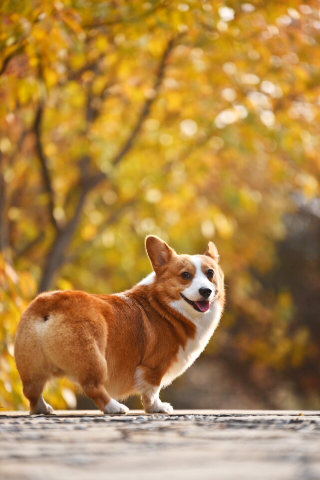 Pembroke welsh corgi dog