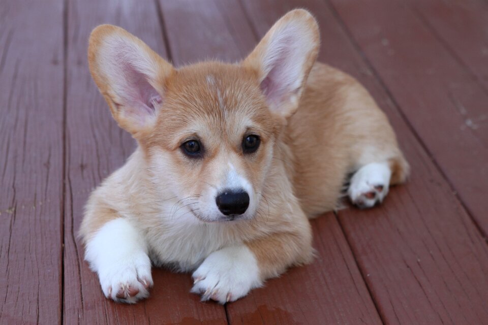 Pembroke welsh corgi