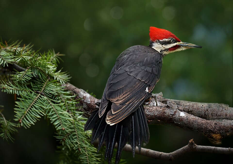 Pileated woodpecker bird
