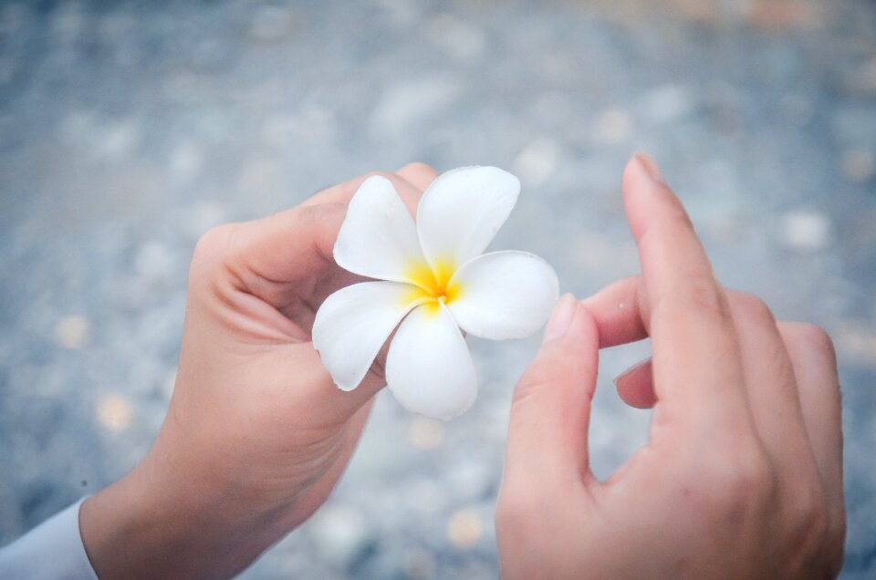 Plumeria flower hands