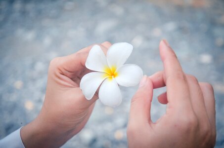 Plumeria flower hands photo