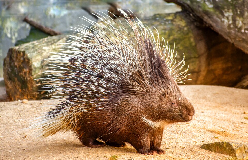 Porcupine animal photo