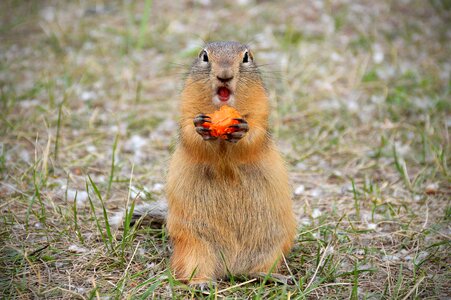 Prairie dogs animal