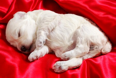 Puppy dog sleeping photo