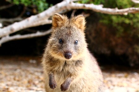 Quokka animal