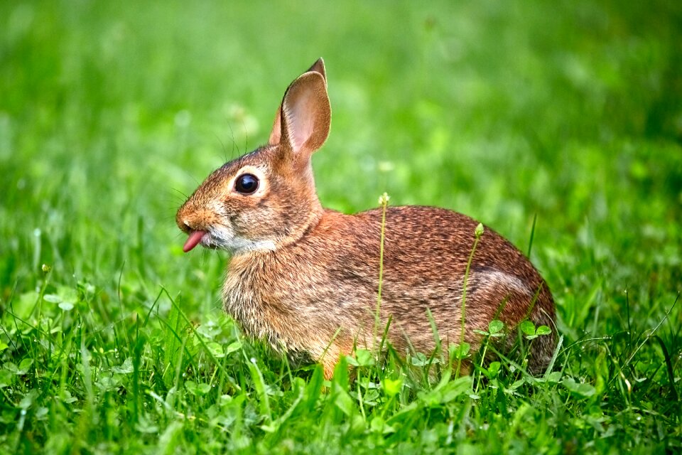 Rabbit bunny animal