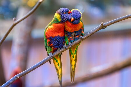 Rainbow lorikeet bird