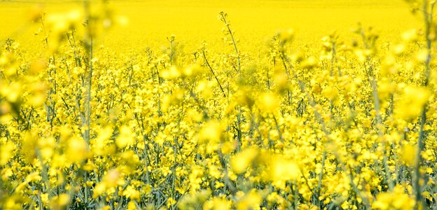 Rape blossom yellow