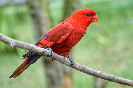Red lory bird