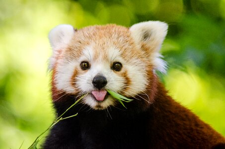 Red panda animal photo