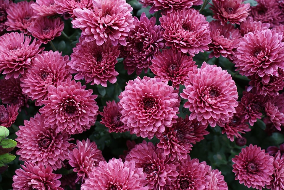 Blossom garden seasonal