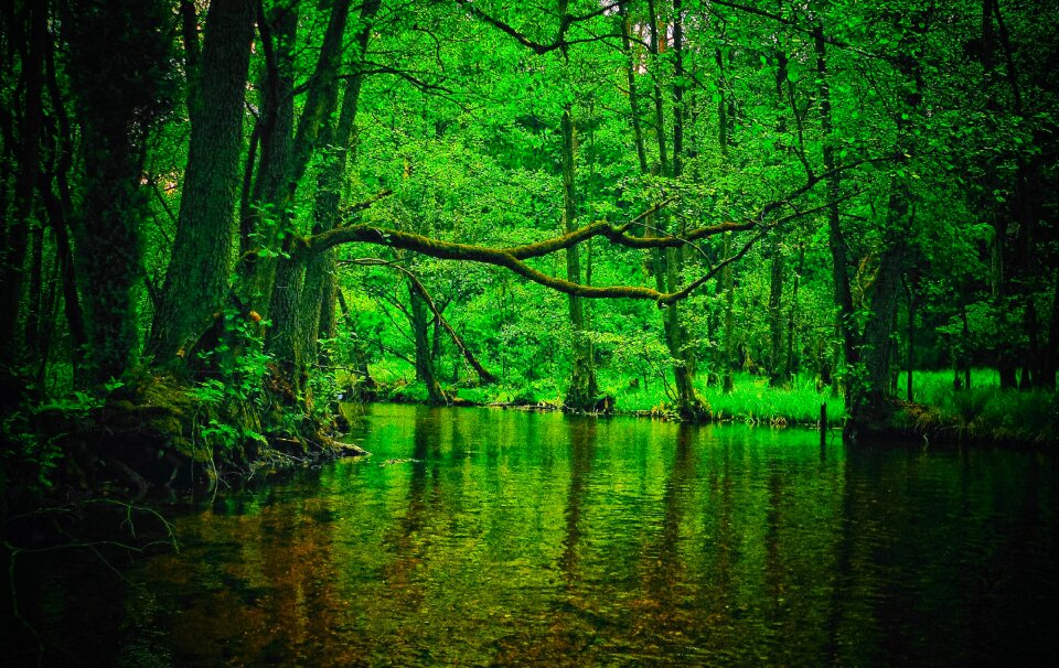 River forest green