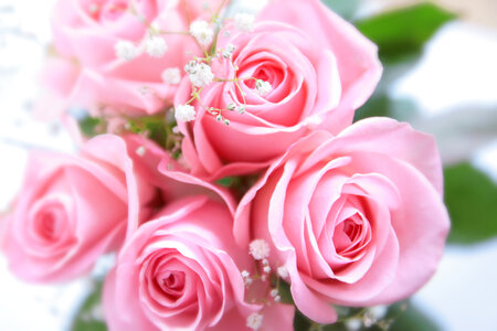 Rose bouquet photo