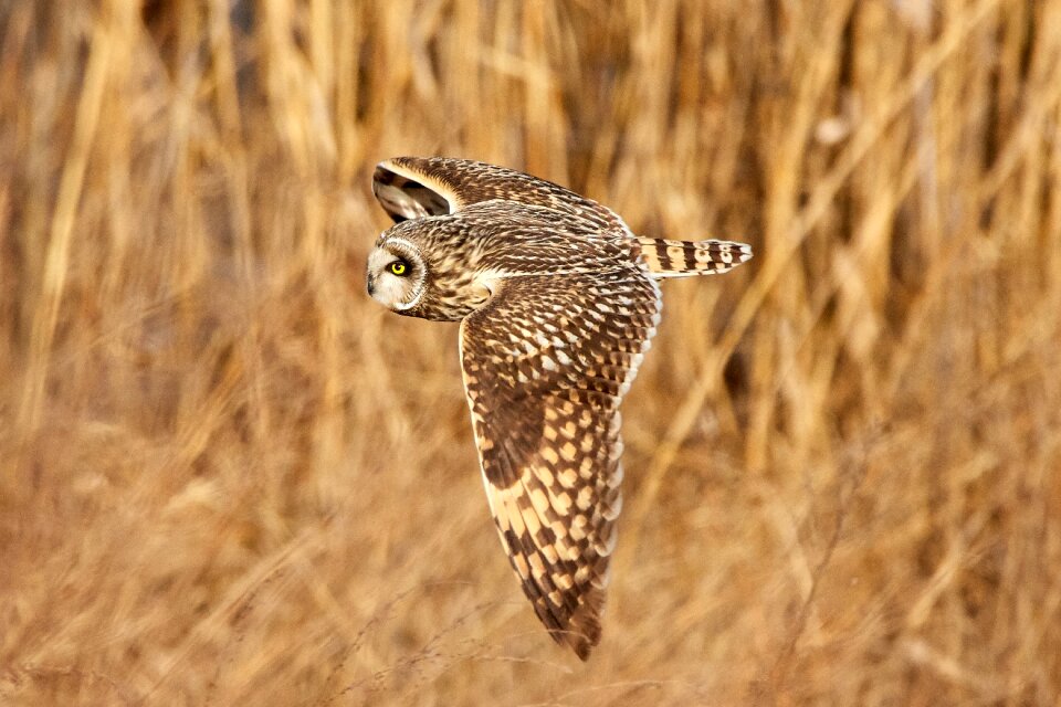 Short eared owl bird