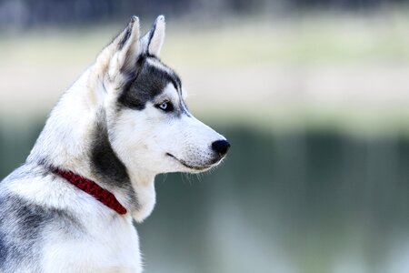 Siberian husky dog animal photo