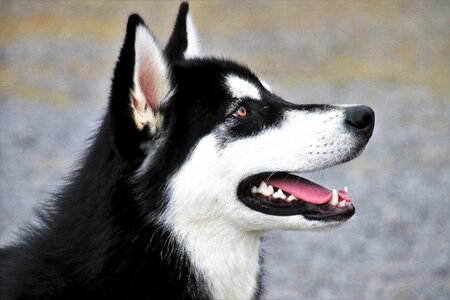 Siberian husky dog photo