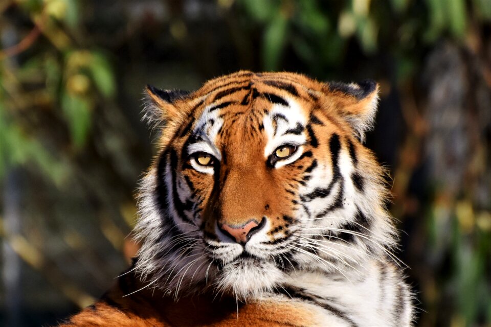Siberian tiger animal