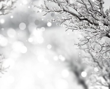 Snow branch winter
