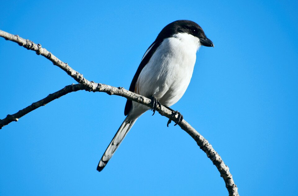 Southern fiscal bird