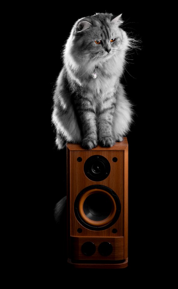 Speaker cat animal