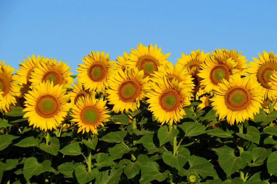 Sunflower field flower