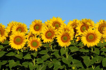 Sunflower field flower