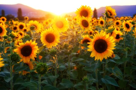 Sunflower field sunshine