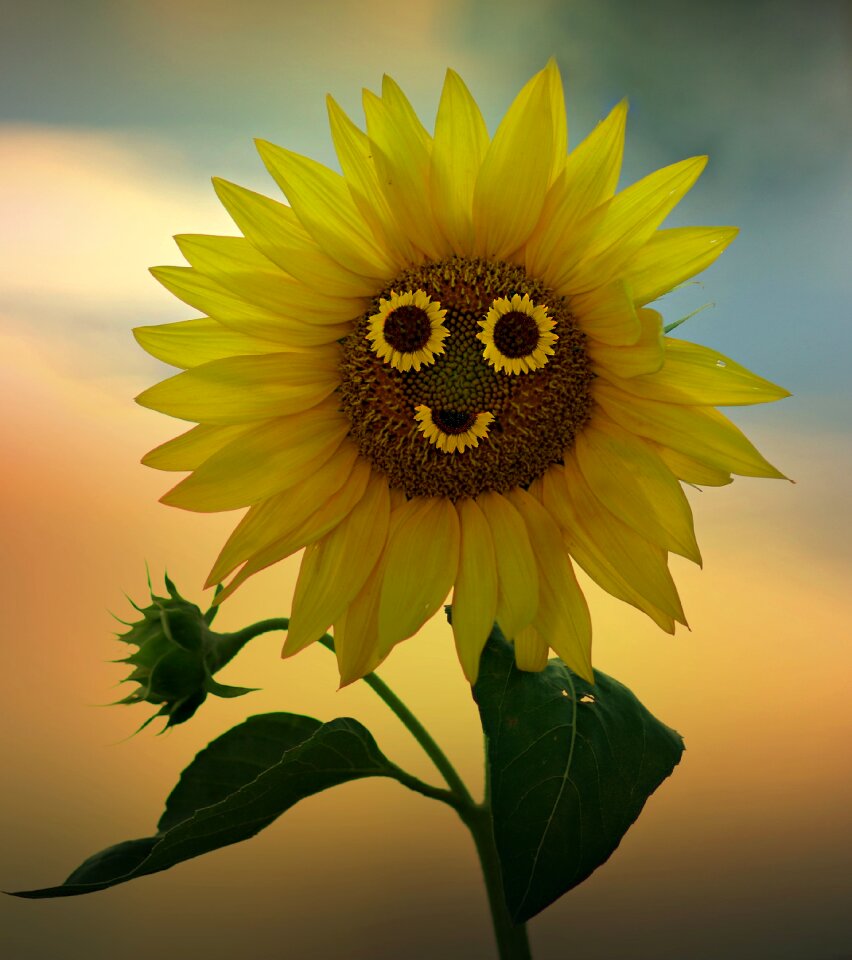 Sunflower flower