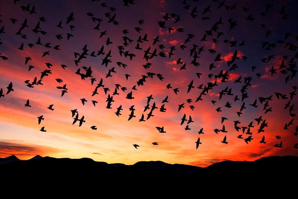 Sunset flock of birds
