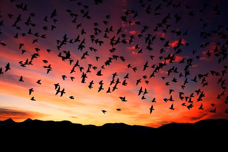 Sunset flock of birds