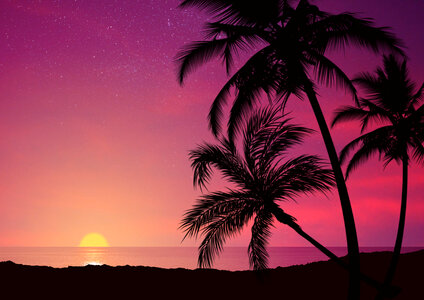Sunset palm trees photo
