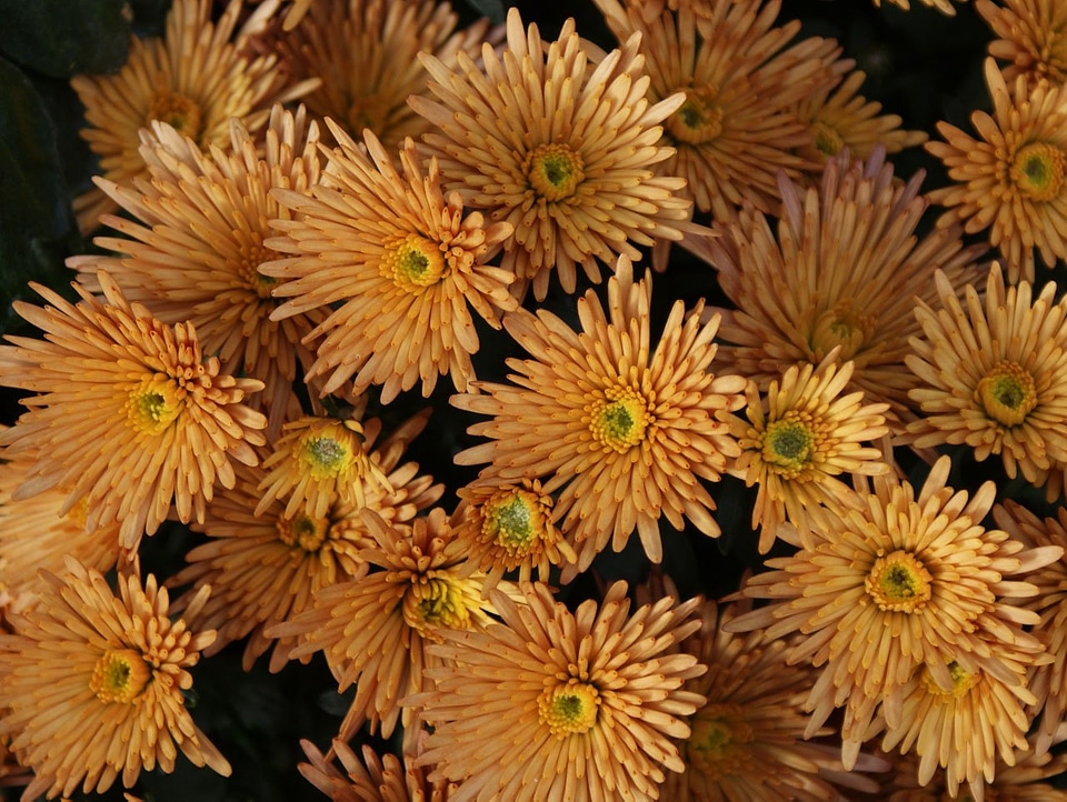 Bloom blooming garden