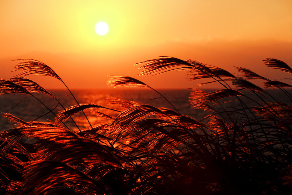 Sunset susuki grass