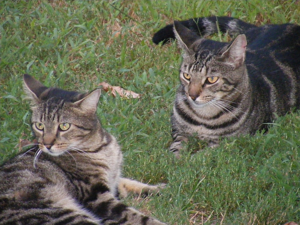 Curious pet domestic