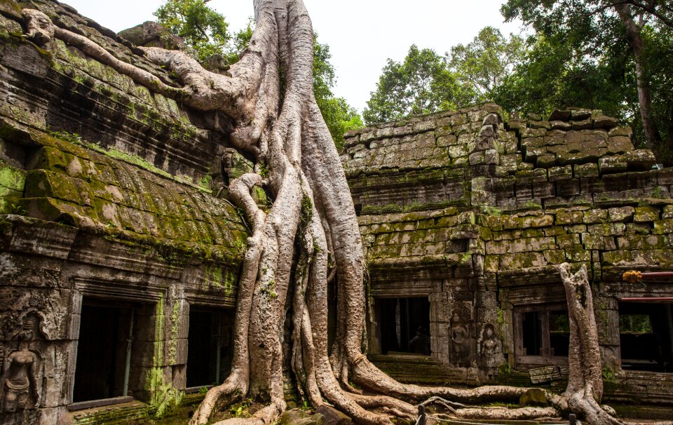 Ta prohm tree angkor