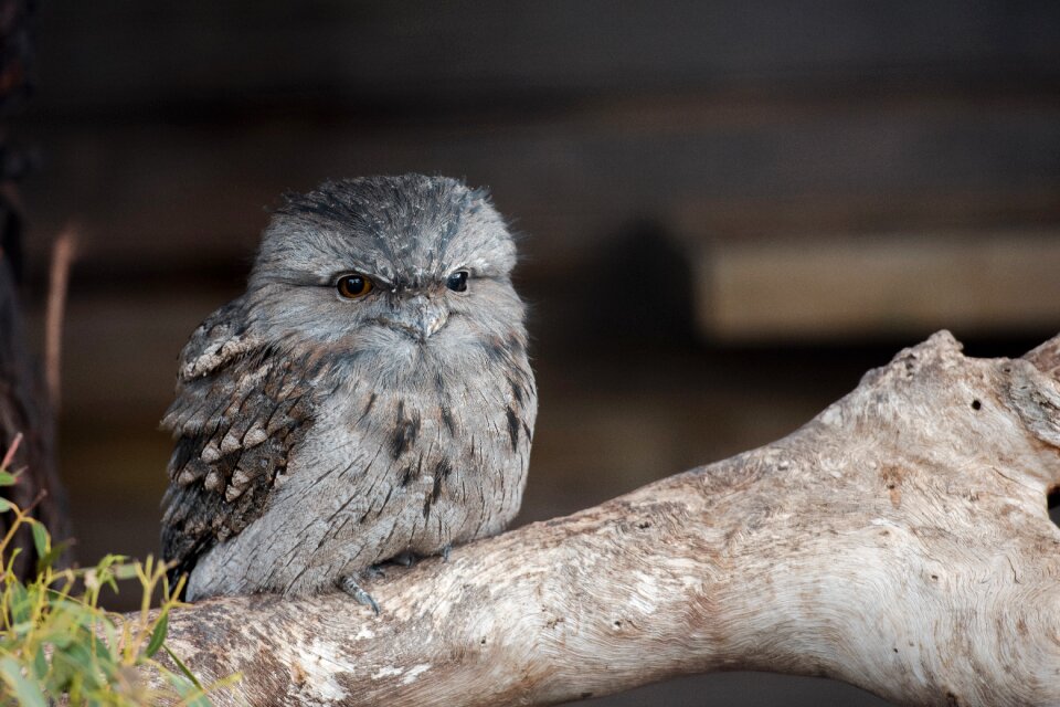 Tawny frogmouth bird