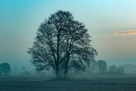 Tree fog morning photo