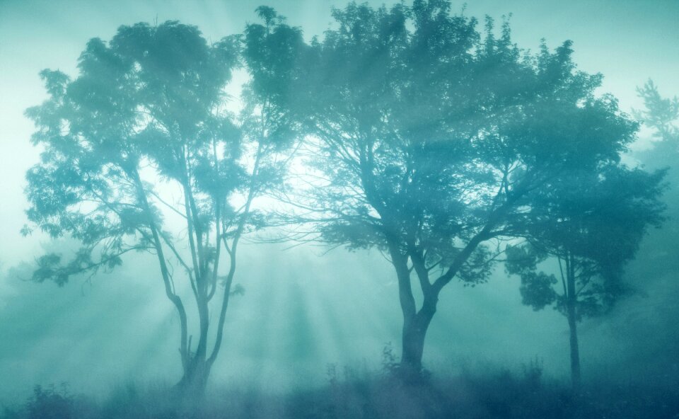 Tree fog sunbeam