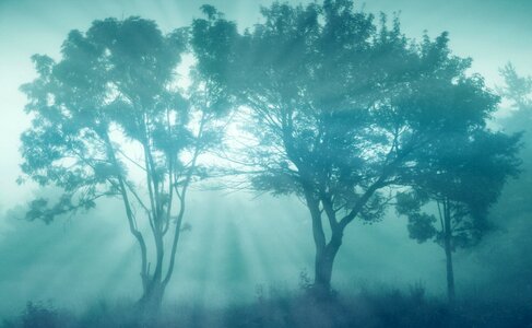Tree fog sunbeam