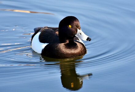 Tufted duck bird