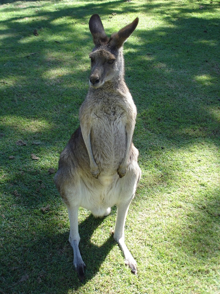 Skippy animal marsupial