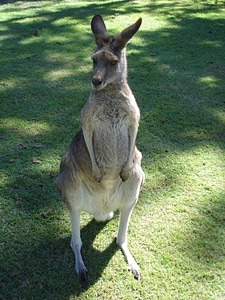 Skippy animal marsupial