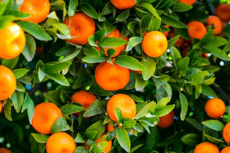 Unshu mikan fruits