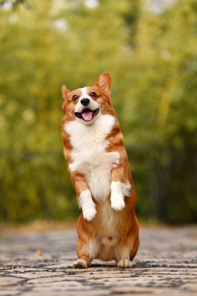 Welsh corgi dog