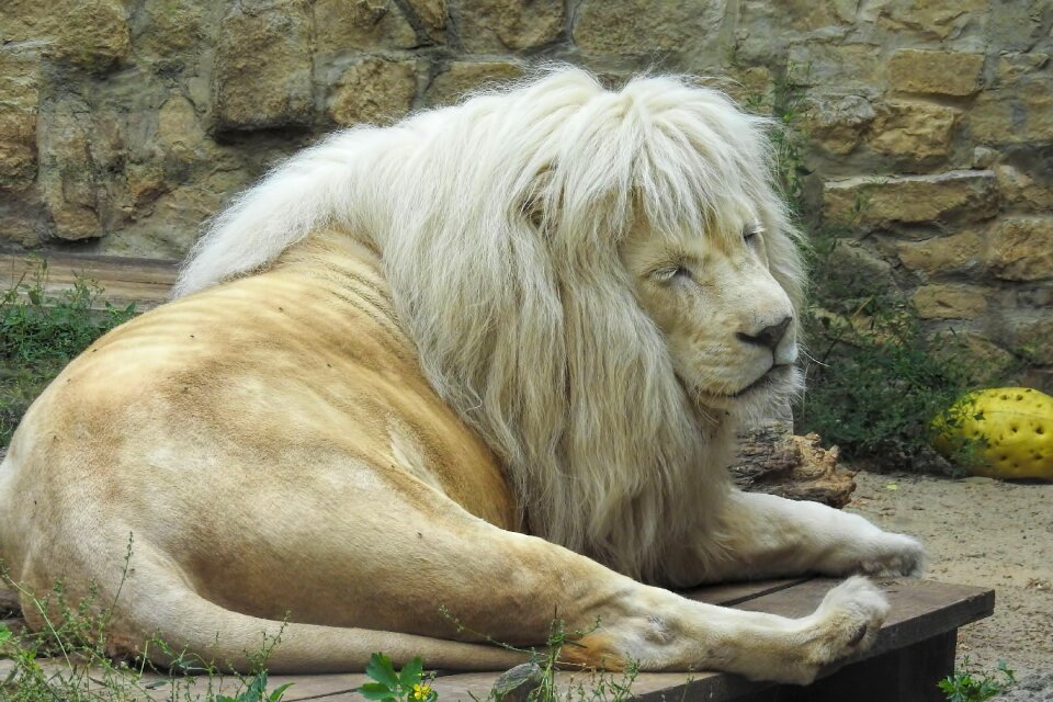 White lion animal photo