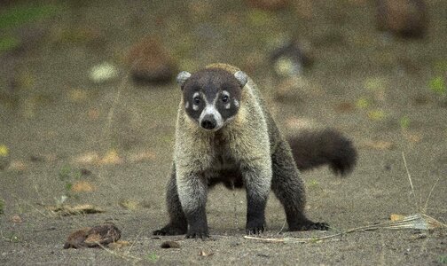 White nosed coati animal