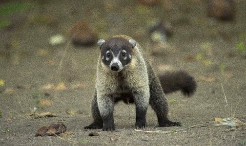 White nosed coati animal photo