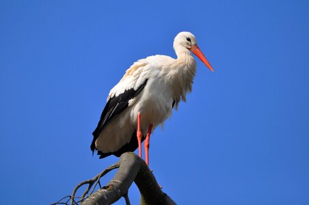 White stork bird photo