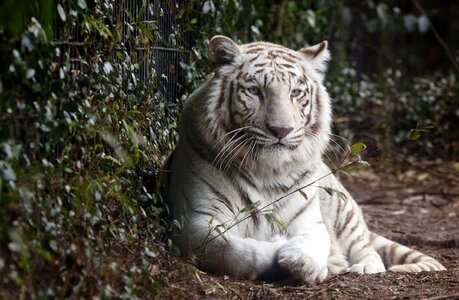 White tiger animal photo
