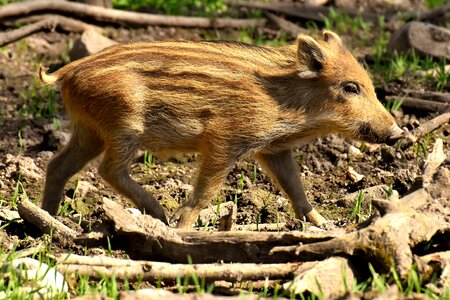 Wild boar animal photo